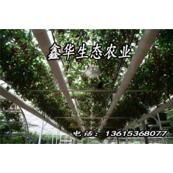 【壽光】農(nóng)業(yè)景觀@景觀溫室@蔬菜造型@菜博會(huì)設(shè)計(jì)@無(wú)土栽培