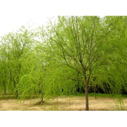 現(xiàn)貨2萬(wàn)株青垂柳廠家直銷  價(jià)格優(yōu)惠