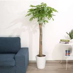 武漢園林綠化苗木養(yǎng)護施工維護，武漢室內(nèi)外綠植銷售租賃養(yǎng)護